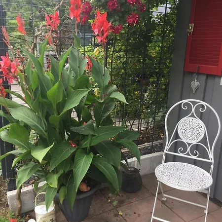 Pusteblume * آلبيرسباخ