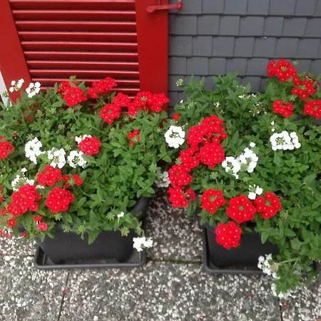 Appartamento Pusteblume *