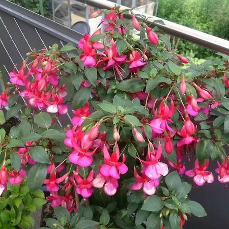 Pusteblume דירה אלפירסבאך